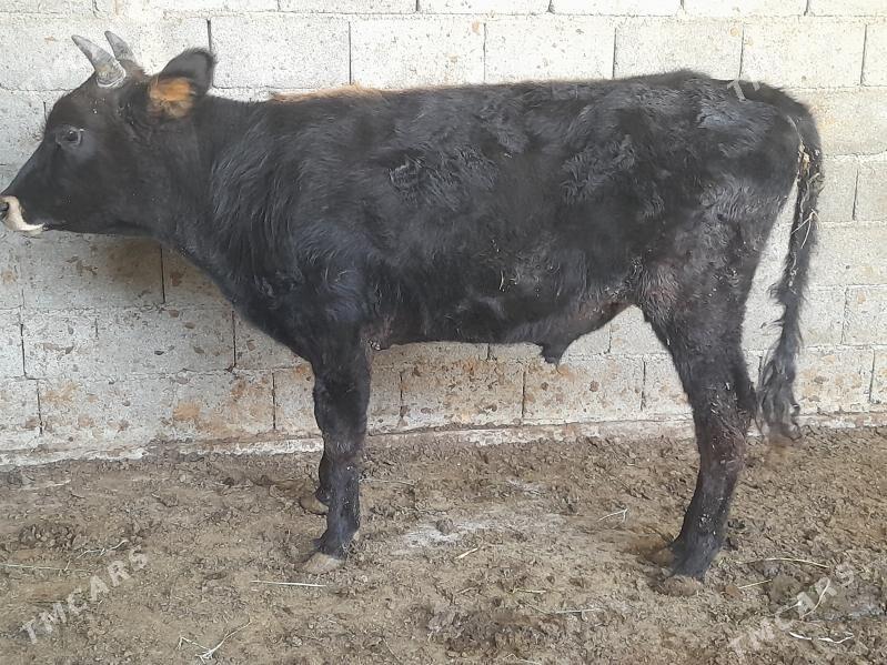 .....ÖKIZ..... - Bagyr - img 3