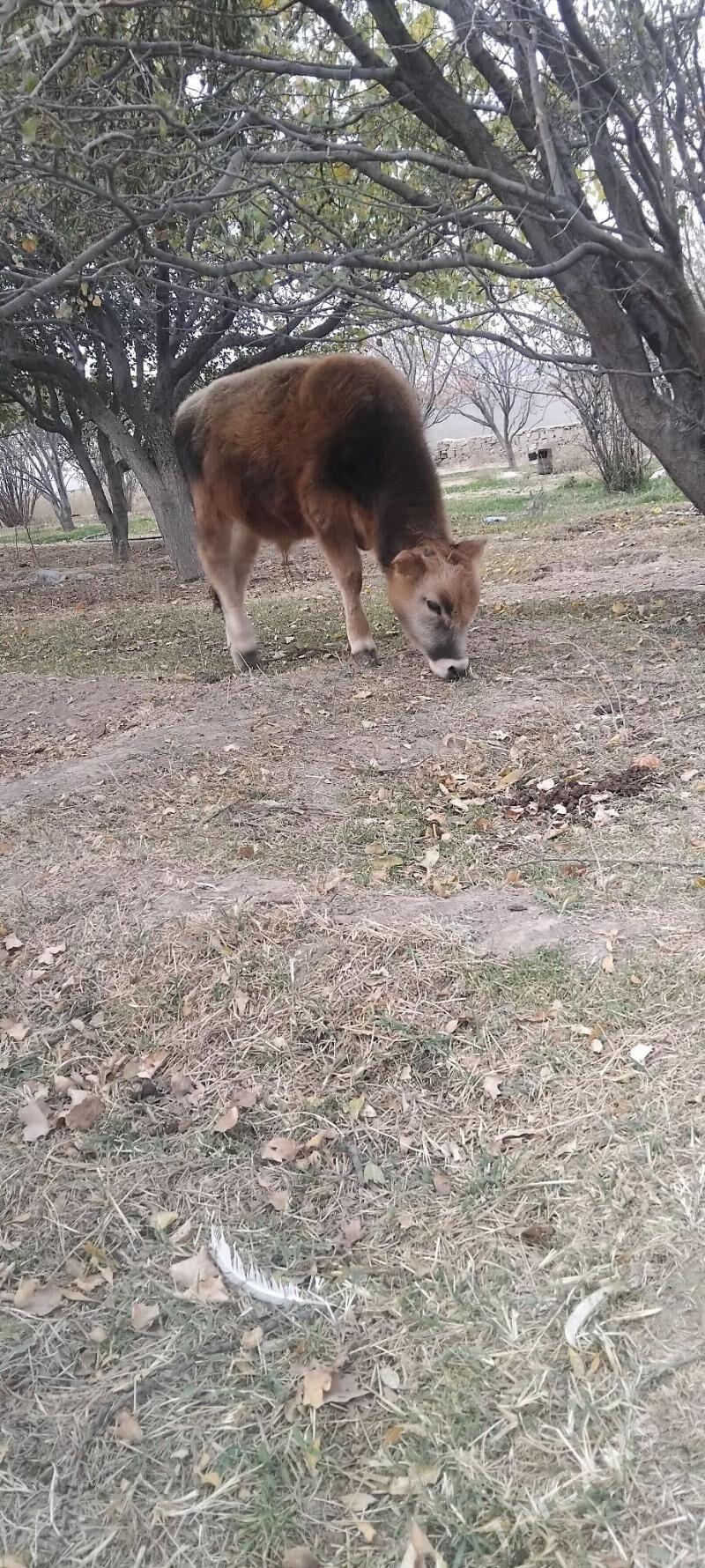 okuz - Gyzylarbat - img 8