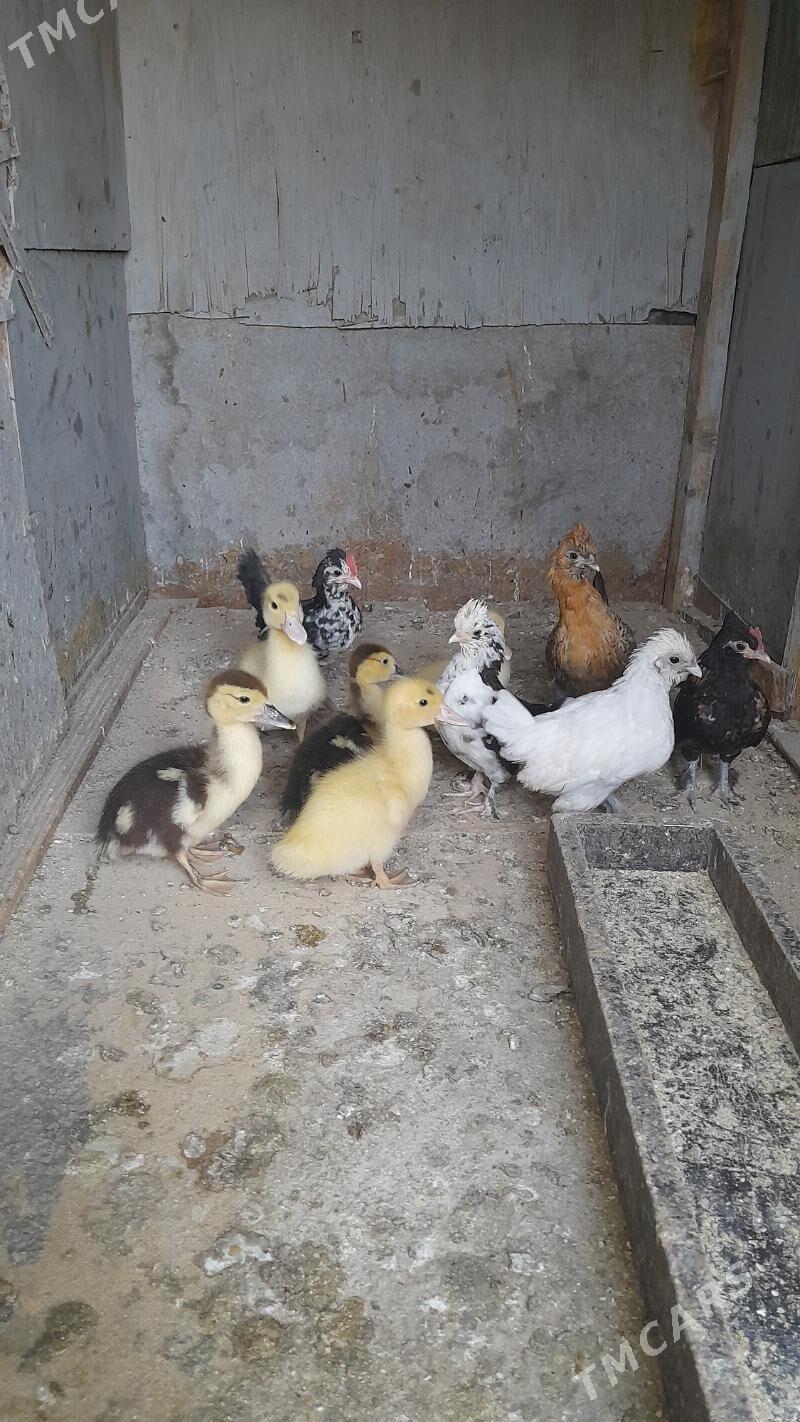 juje - Багир - img 3