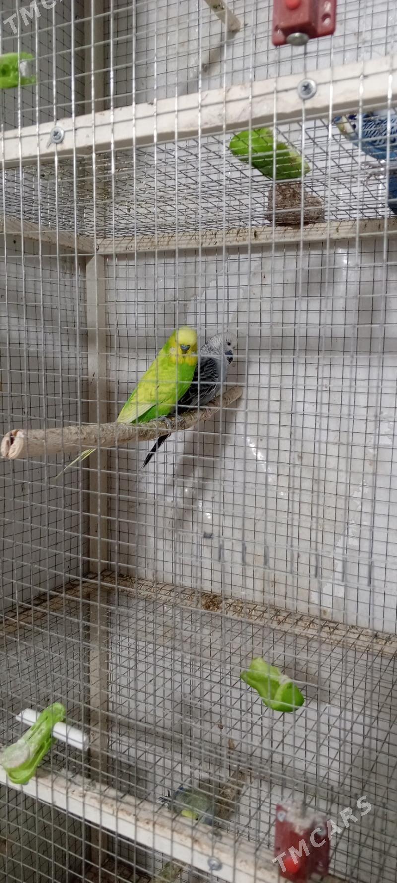 popugay - Aşgabat - img 3