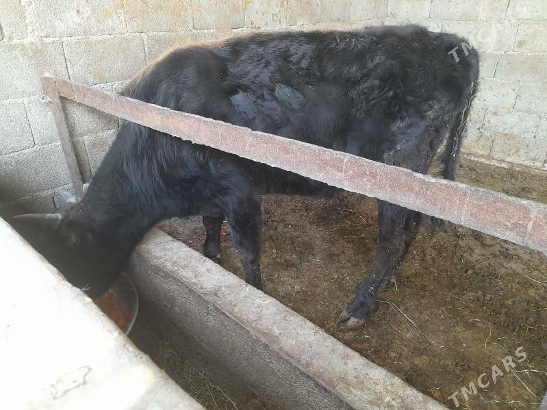 .....ÖKIZ..... - Bagyr - img 5