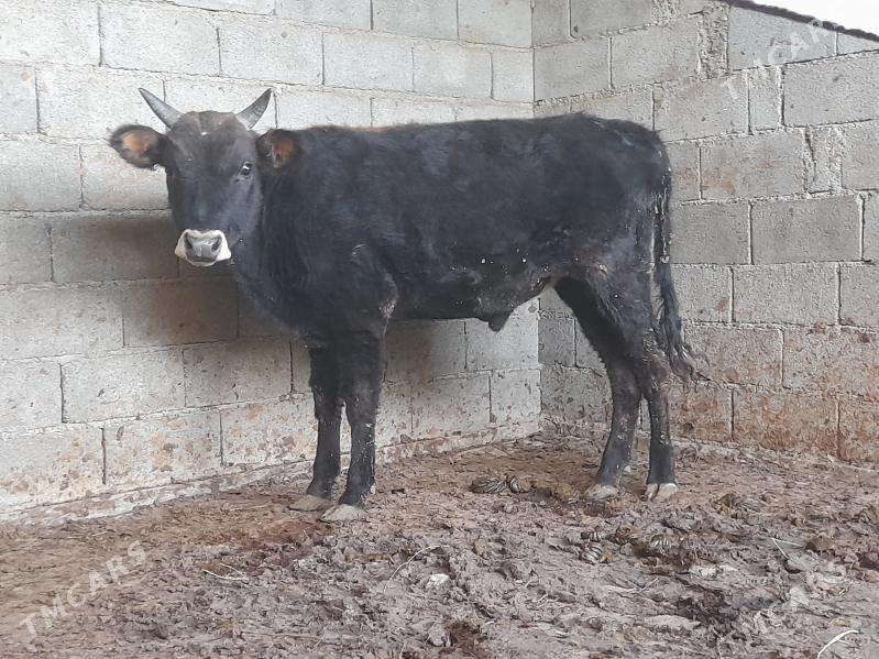 .....ÖKIZ..... - Bagyr - img 9