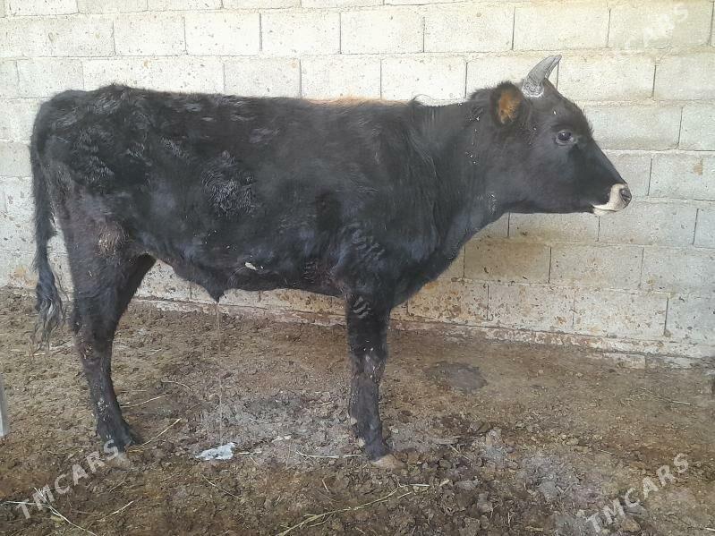 .....ÖKIZ..... - Bagyr - img 6