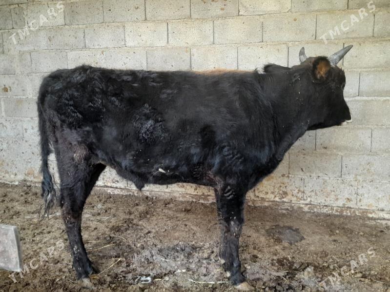 .....ÖKIZ..... - Bagyr - img 7