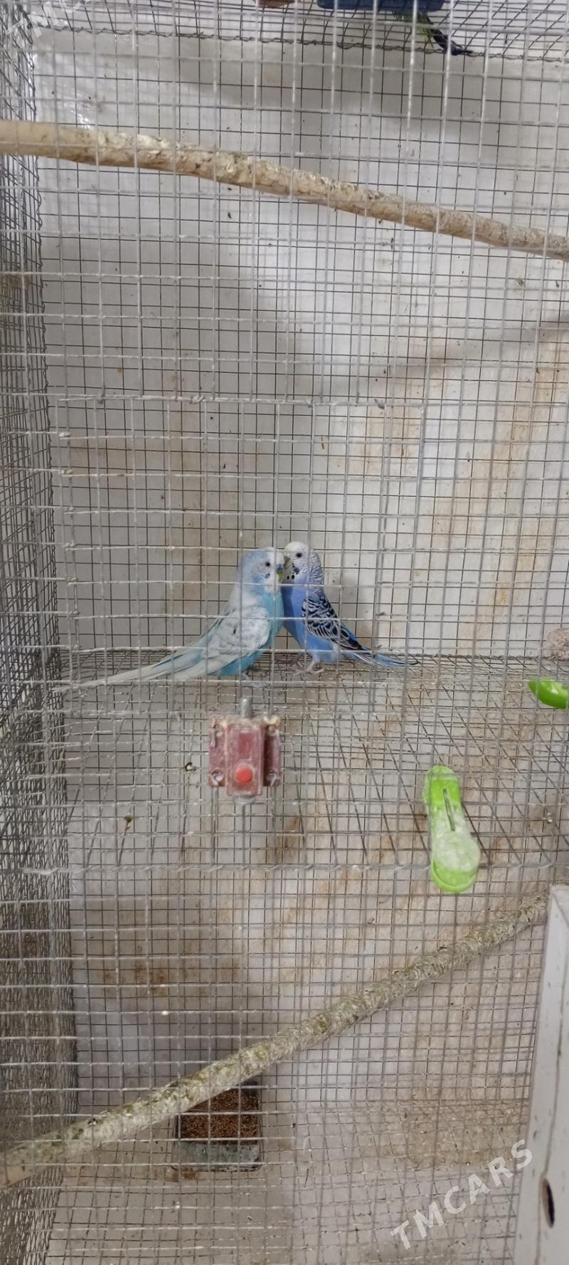 popugay - Aşgabat - img 2