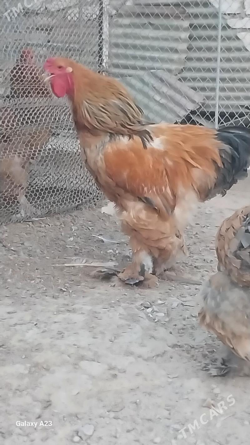 Horaz - Türkmenbaşy - img 4