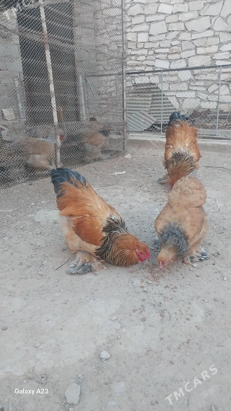 Horaz - Türkmenbaşy - img 3