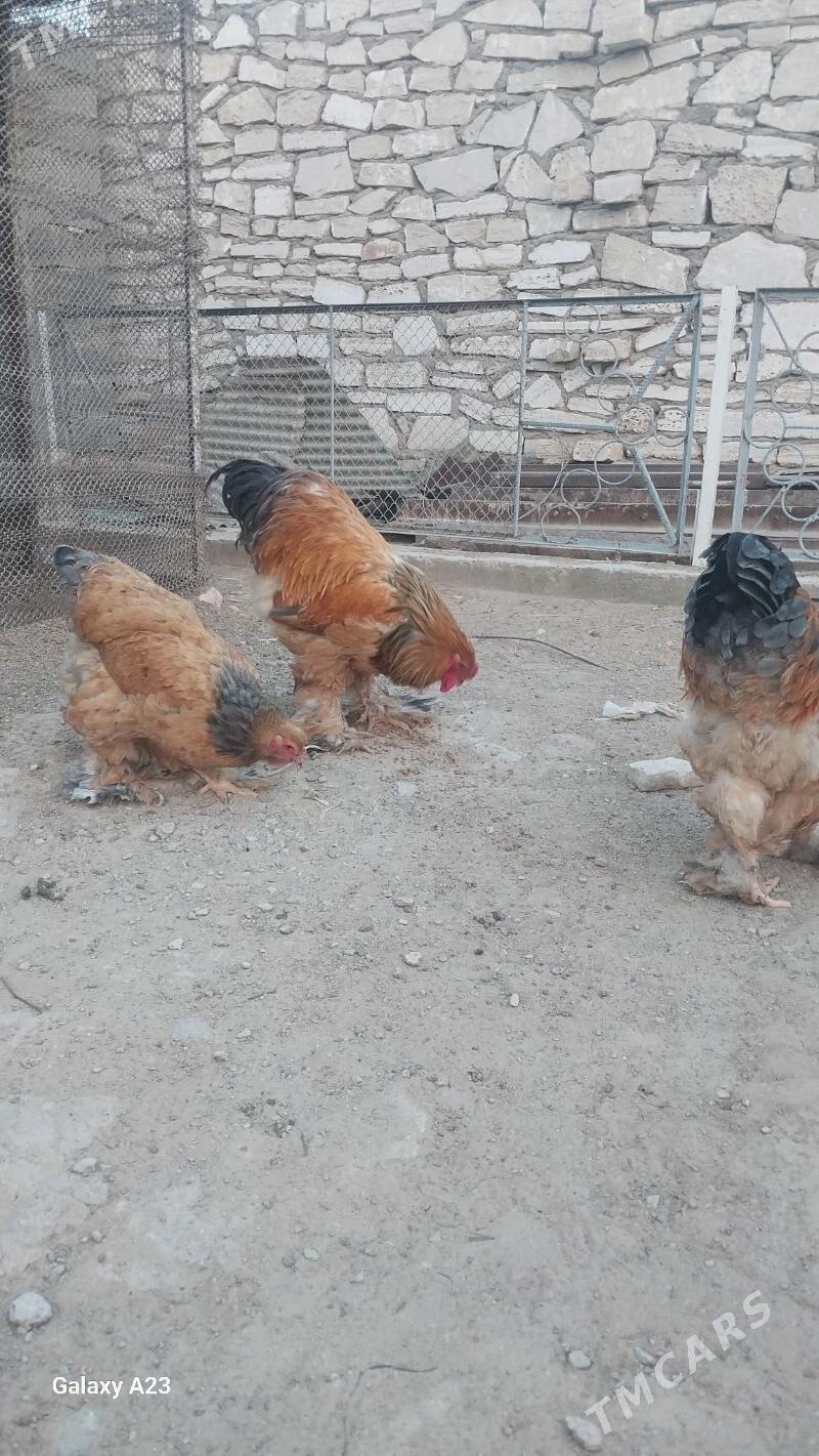 Horaz - Türkmenbaşy - img 5