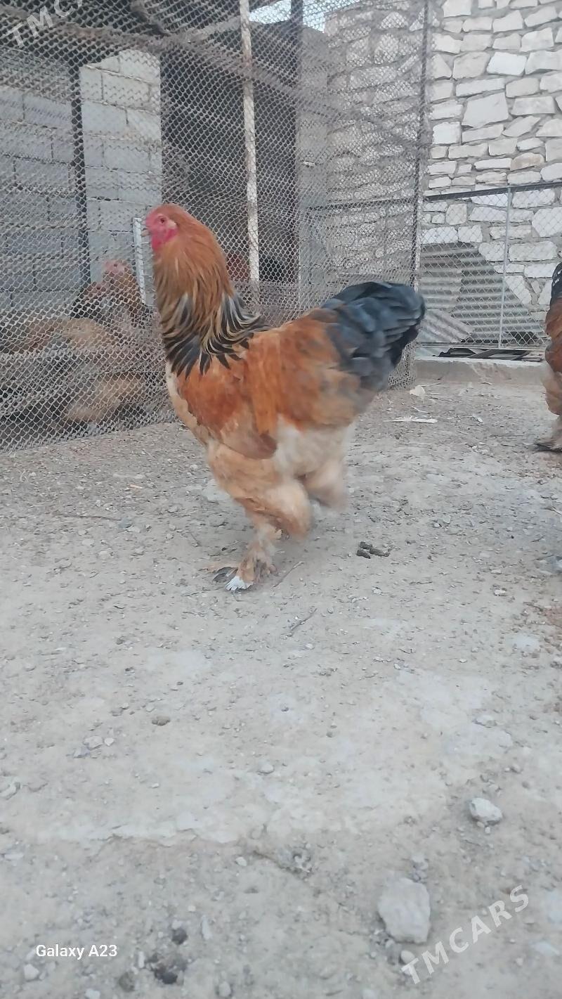 Horaz - Türkmenbaşy - img 2