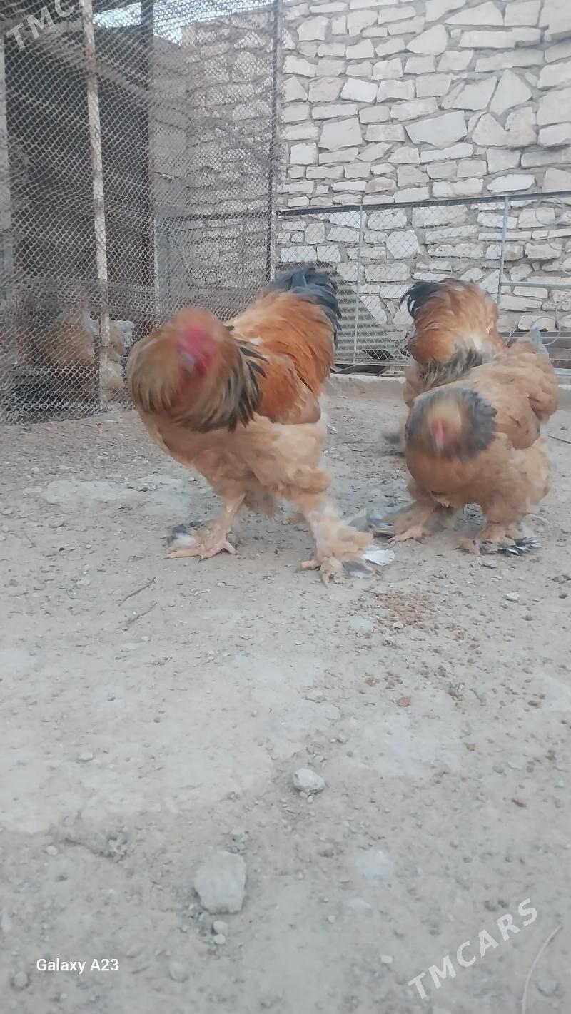 Horaz - Türkmenbaşy - img 6