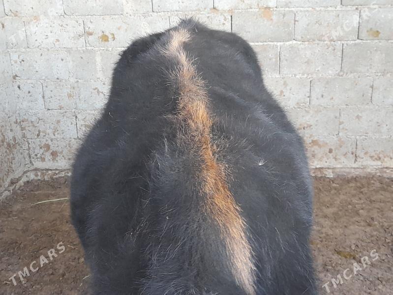 .....ÖKIZ..... - Bagyr - img 8