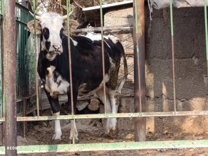 Bogaz tüweler - Ашхабад - img 9