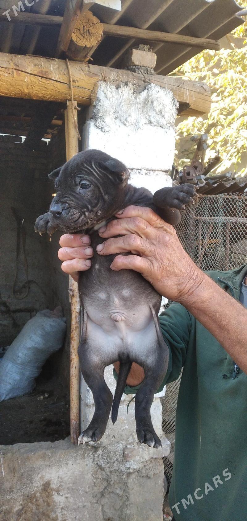 pitbul - Ашхабад - img 1