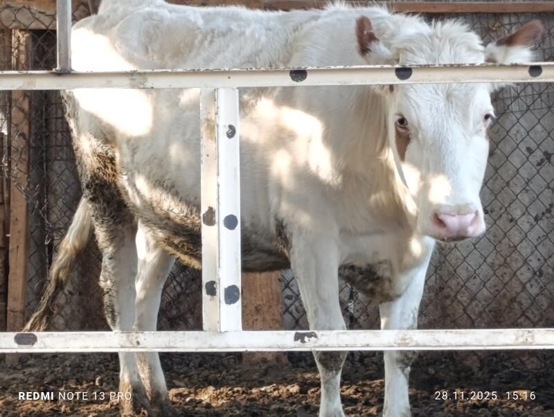 Bogaz tüweler - Ашхабад - img 10