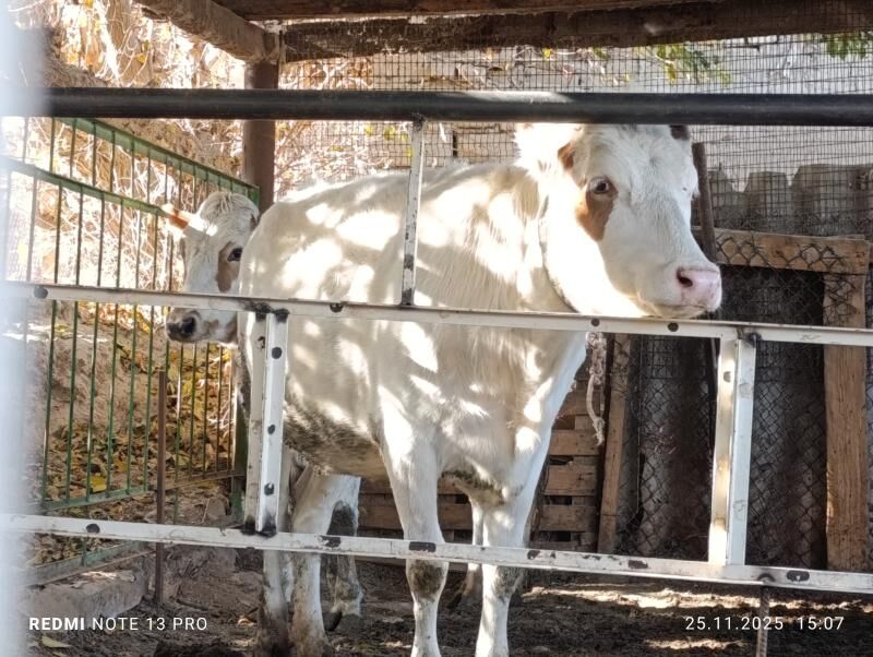 Bogaz tüweler - Ашхабад - img 5