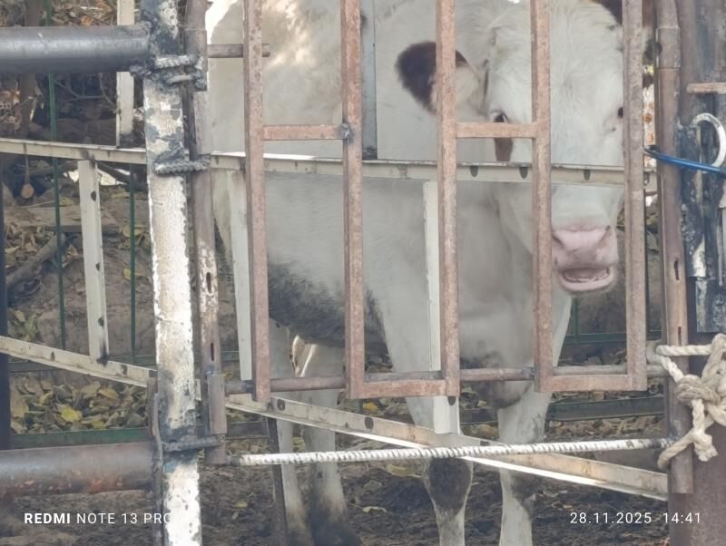 Bogaz tüweler - Ашхабад - img 6