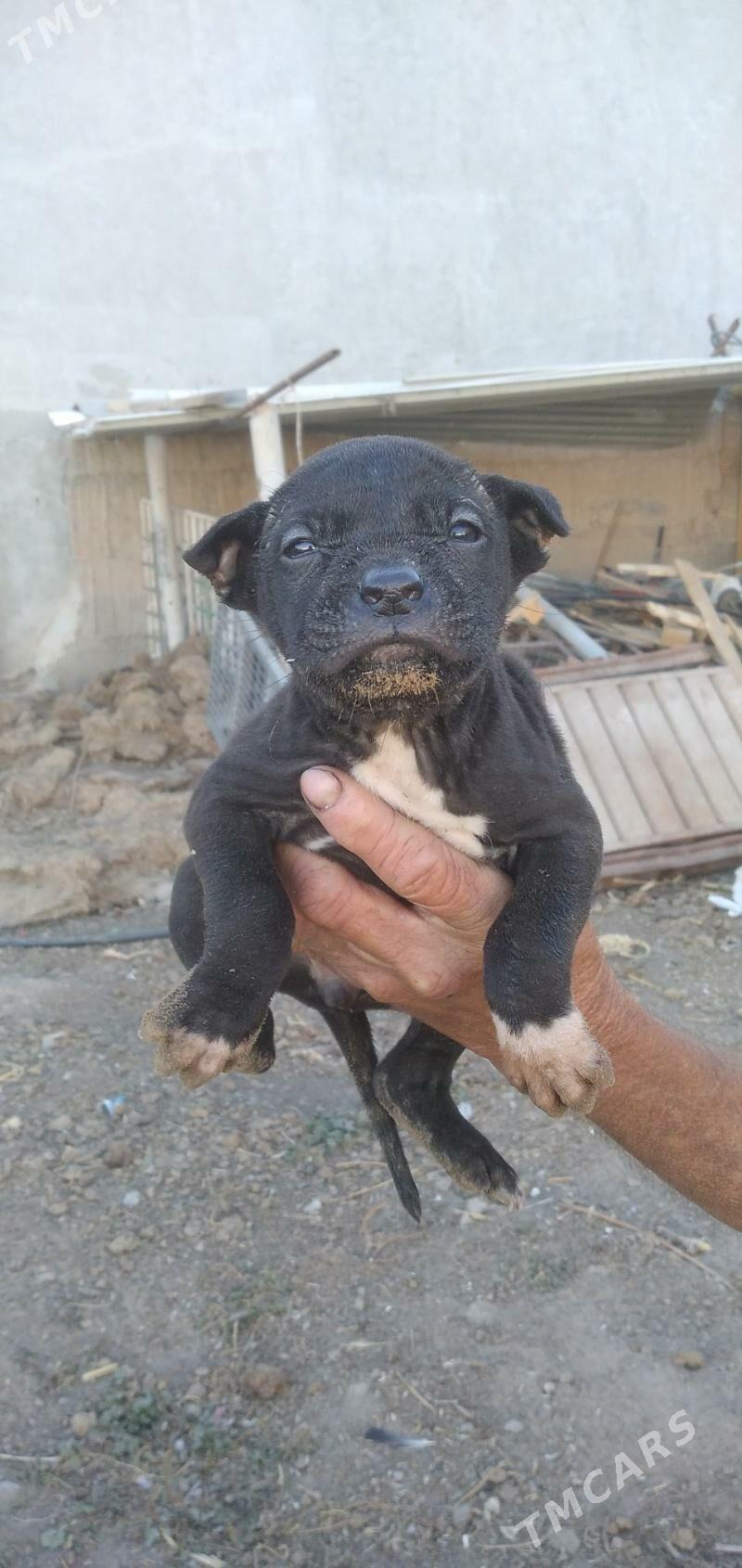 pitbul - Ашхабад - img 2