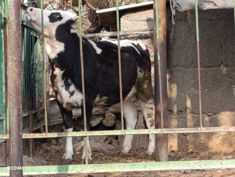 Bogaz tüweler - Ашхабад - img 8