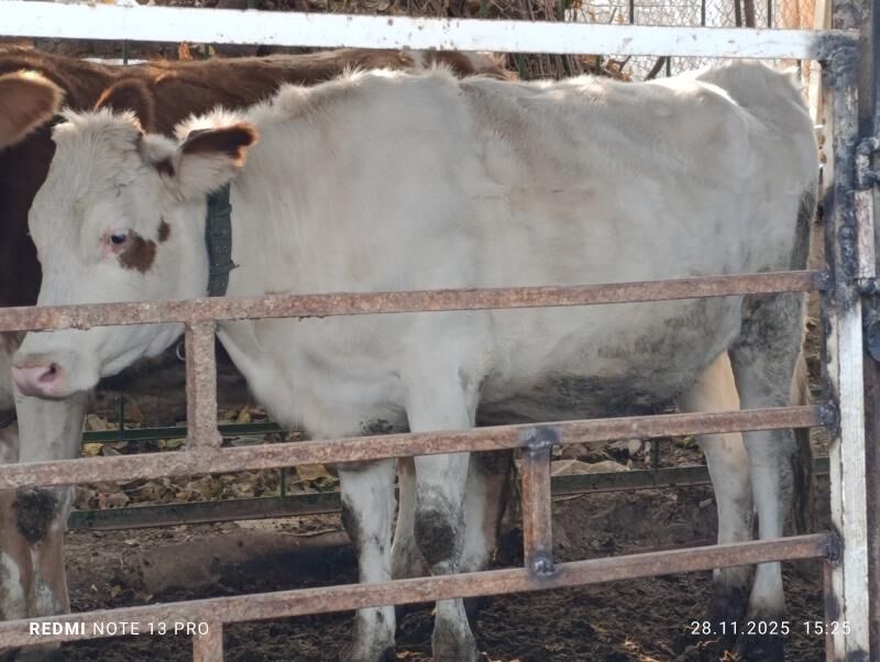 Bogaz tüweler - Ашхабад - img 3