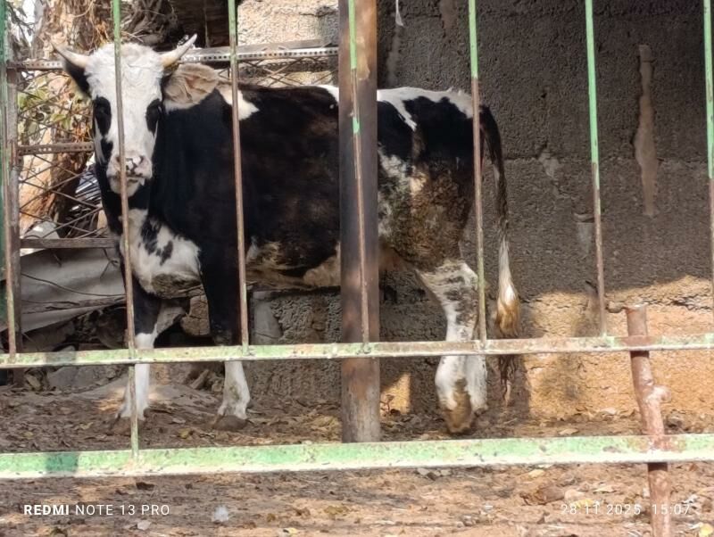 Bogaz tüweler - Ашхабад - img 4