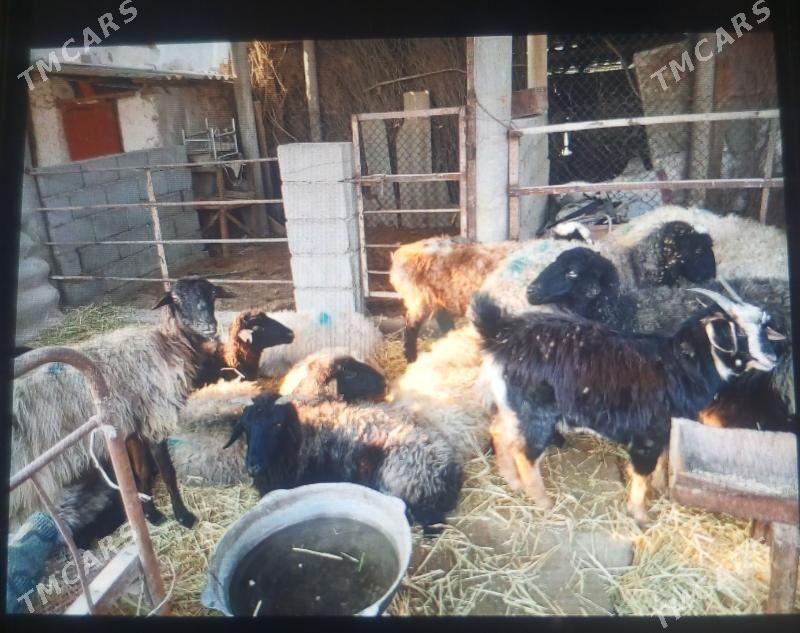 Goýun - Ýaşlyk - img 4