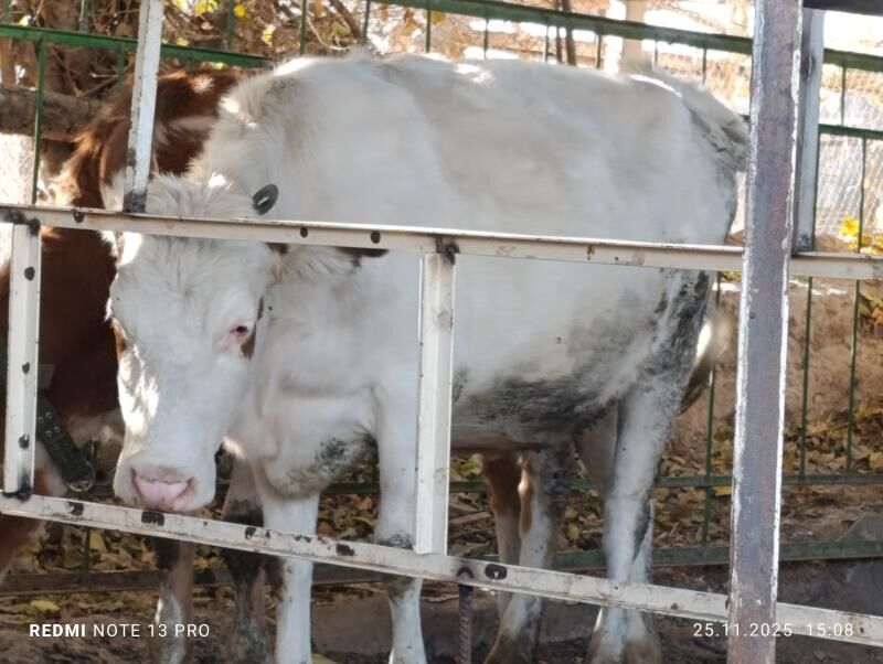 Bogaz tüweler - Ашхабад - img 7
