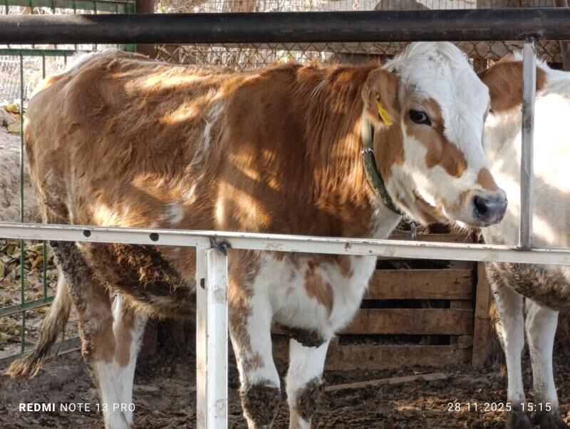 Bogaz tüweler - Ашхабад - img 2