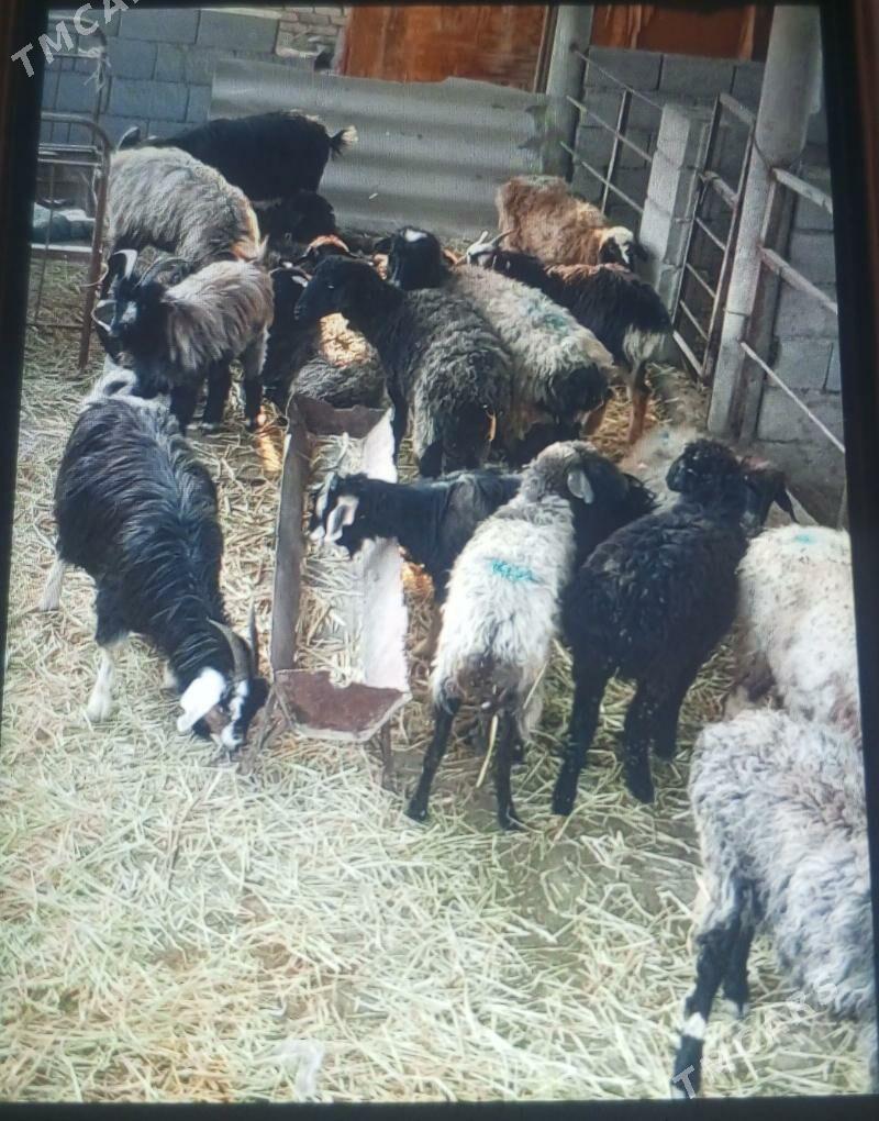 Goýun - Ýaşlyk - img 3