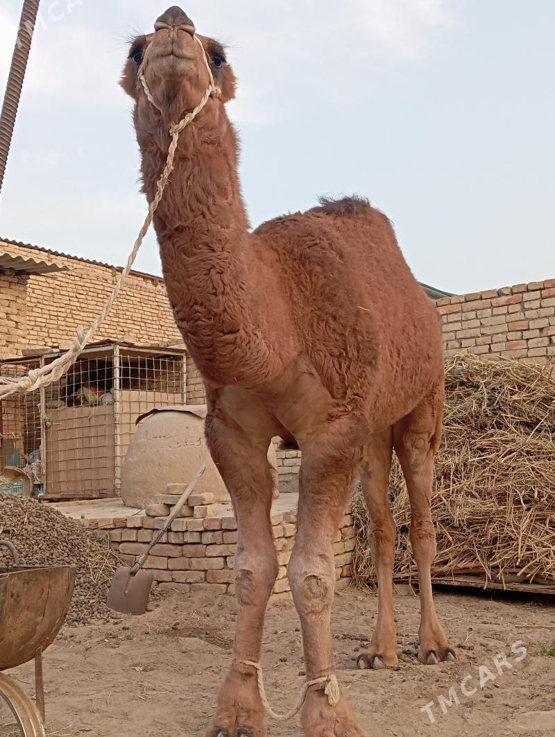 owsuk - Çoganly - img 6