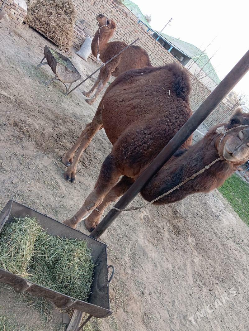 owsuk - Çoganly - img 2