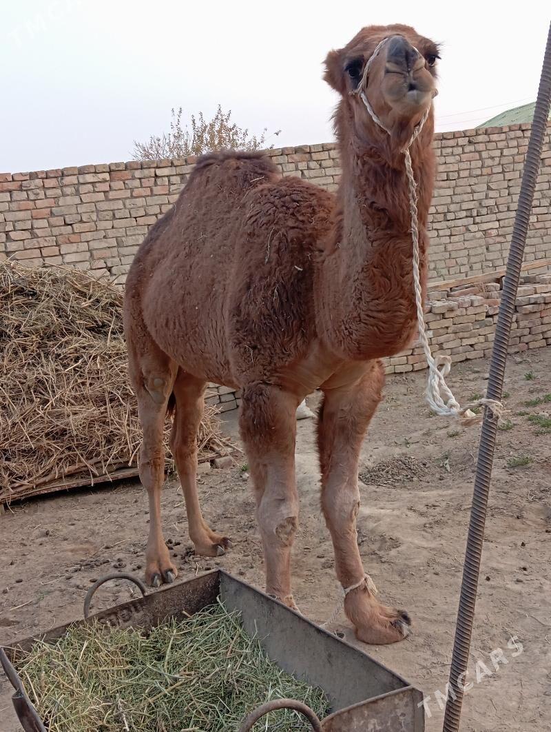 owsuk - Çoganly - img 7