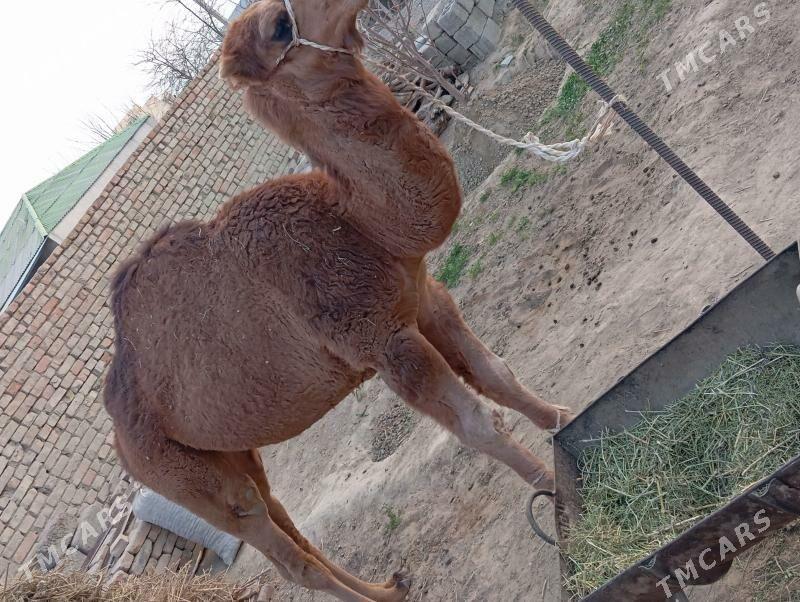 owsuk - Çoganly - img 9