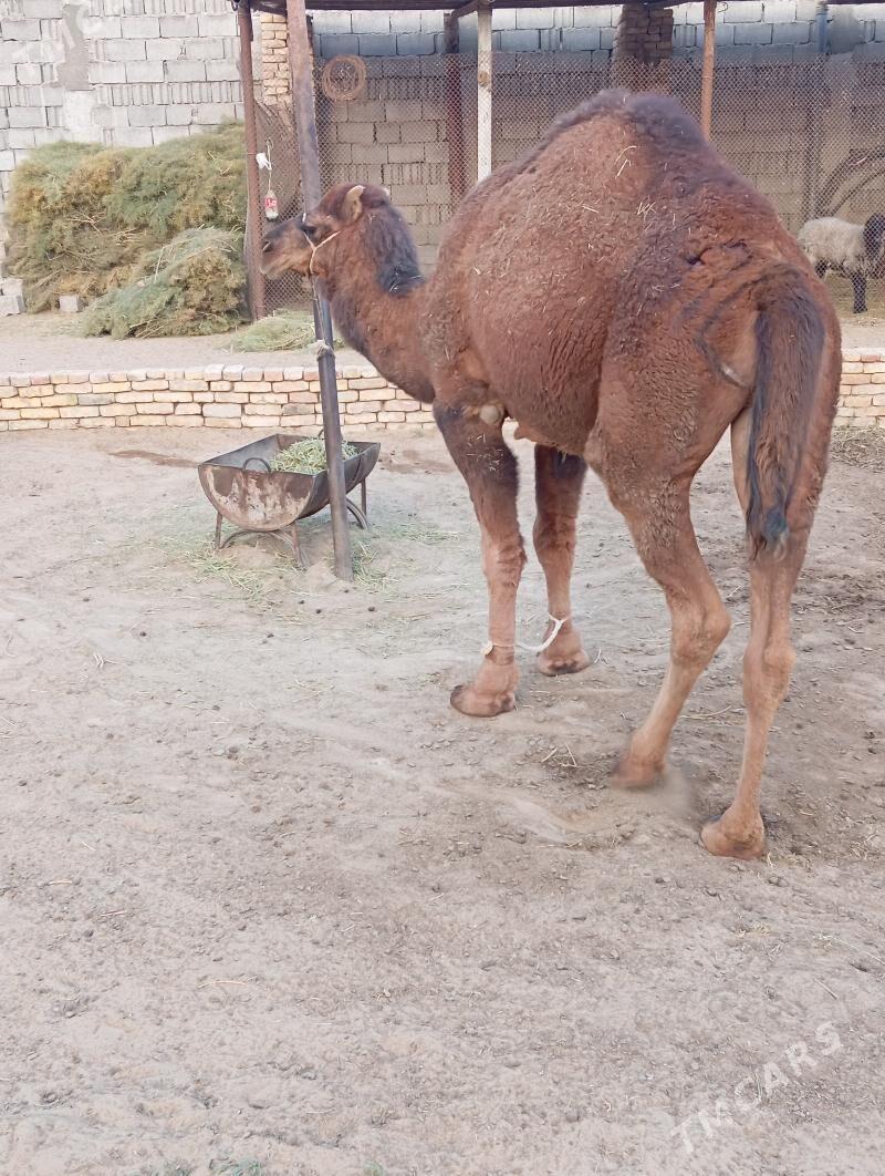 owsuk - Çoganly - img 3