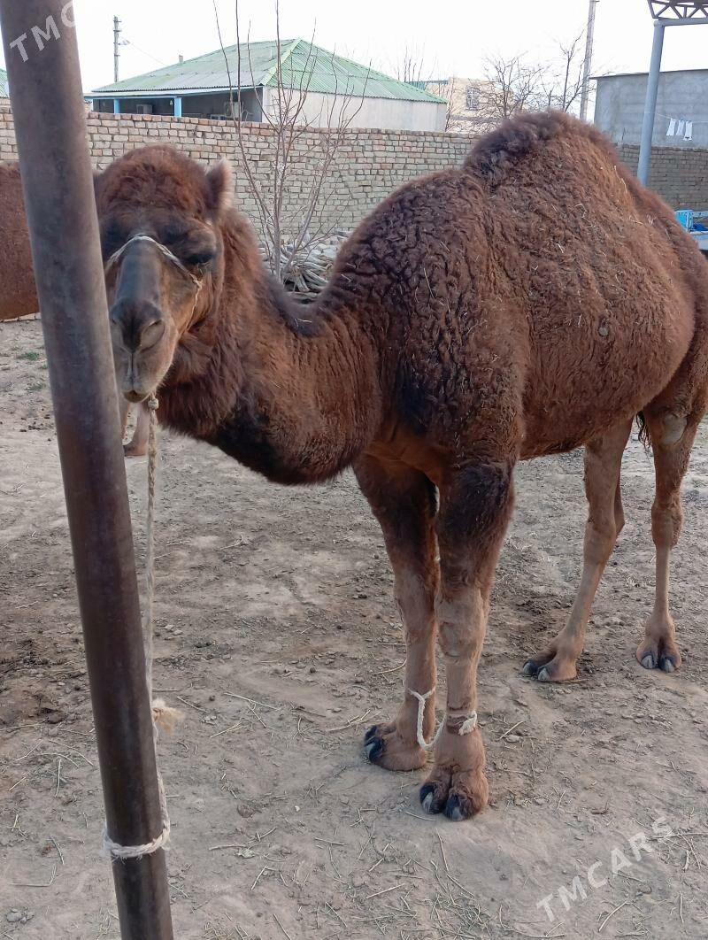 owsuk - Çoganly - img 8