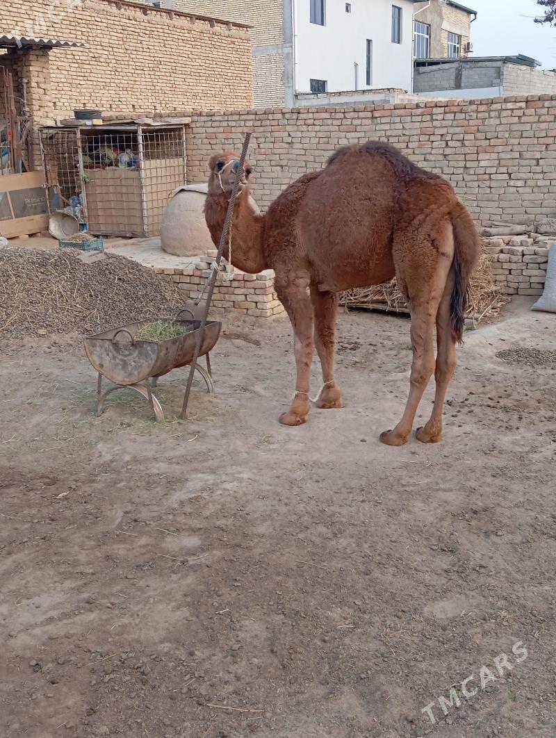 owsuk - Çoganly - img 5