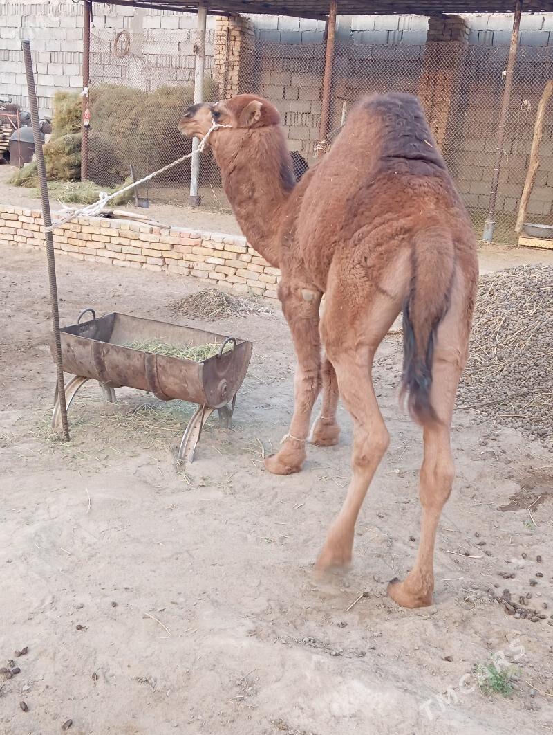 owsuk - Çoganly - img 4