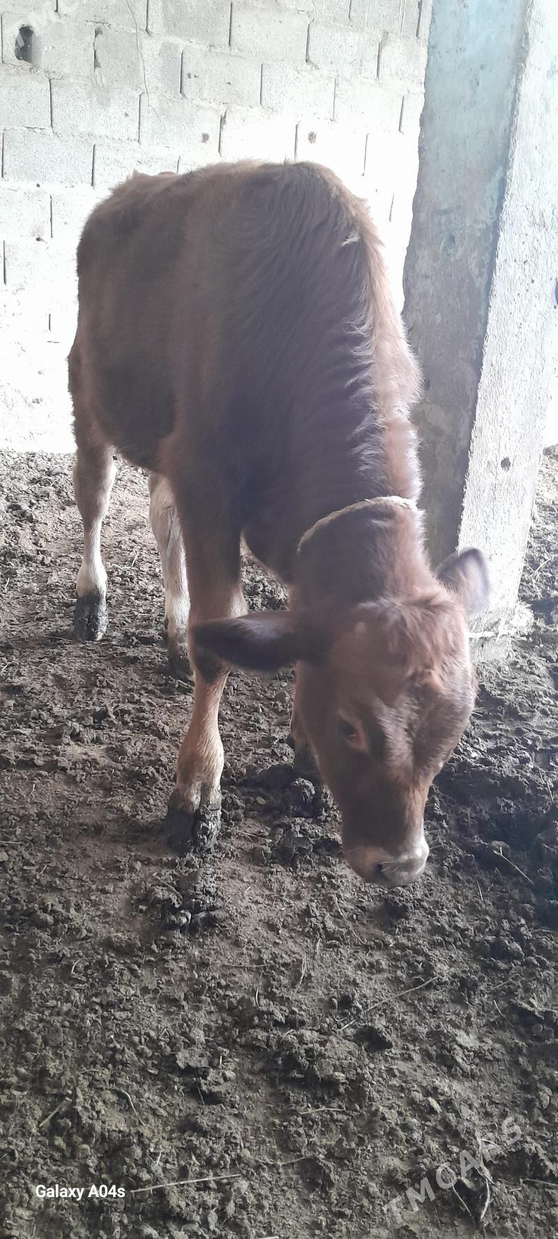 göleli sygyr - Гёкдепе - img 2