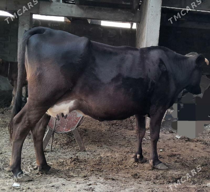 göleli sygyr - Гёкдепе - img 5