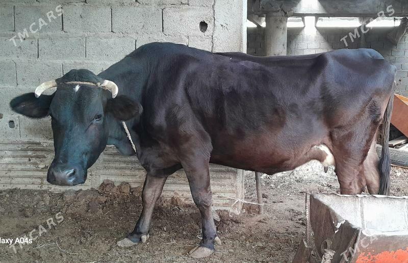 göleli sygyr - Гёкдепе - img 4