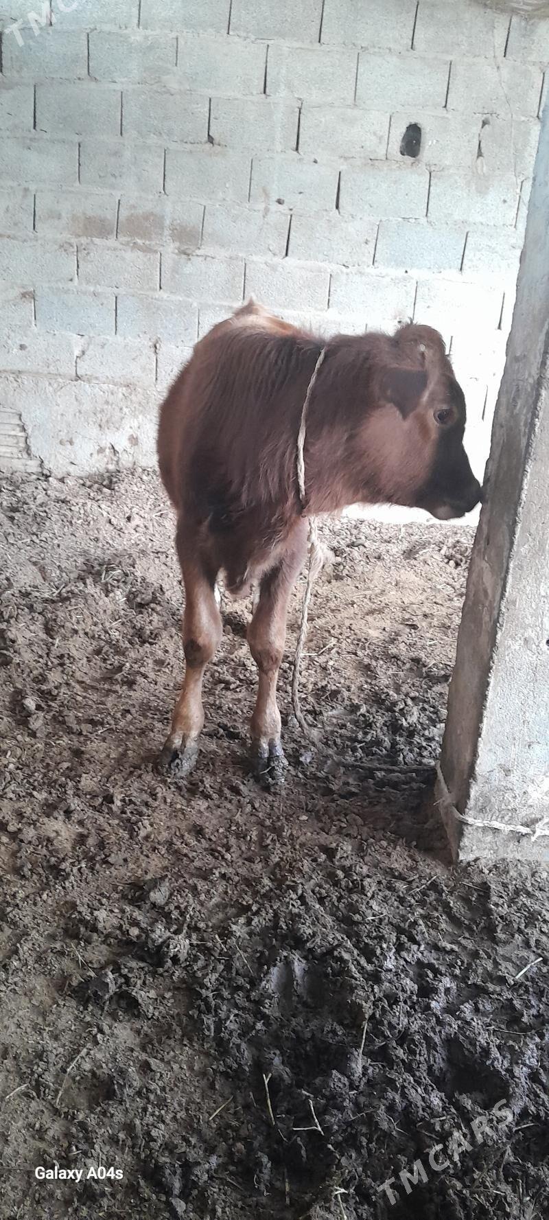 göleli sygyr - Гёкдепе - img 3