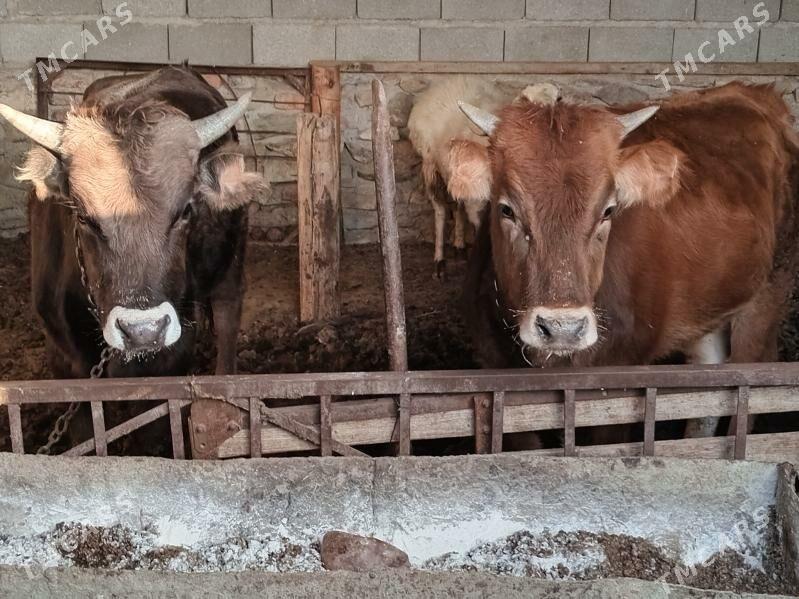 ÖKIZ GAÇAR - Bereket - img 4