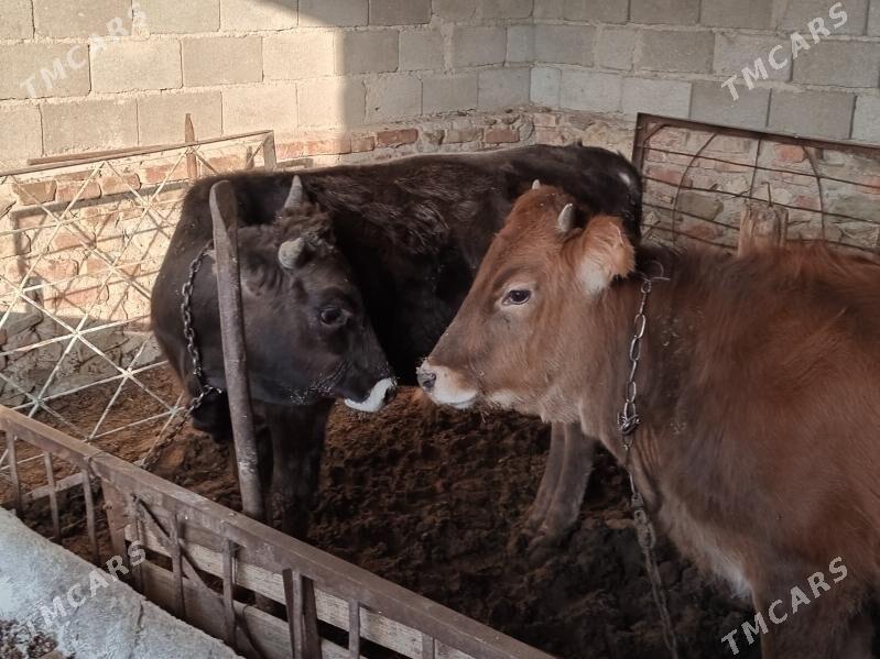 ÖKIZ GAÇAR - Bereket - img 2