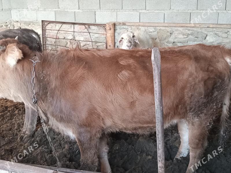 ÖKIZ GAÇAR - Bereket - img 3