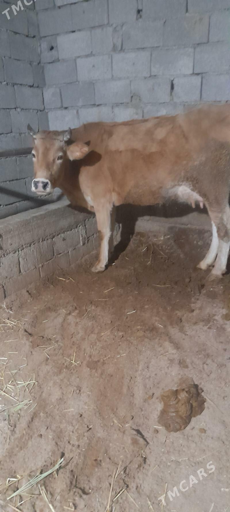 göleli sygyr - Гёкдепе - img 3