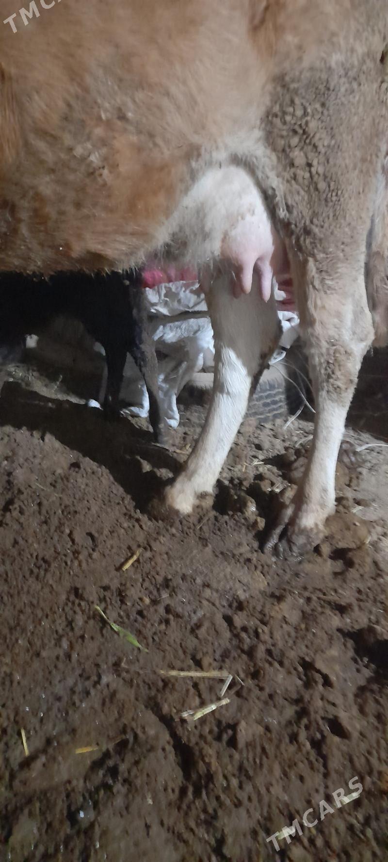 göleli sygyr - Гёкдепе - img 2