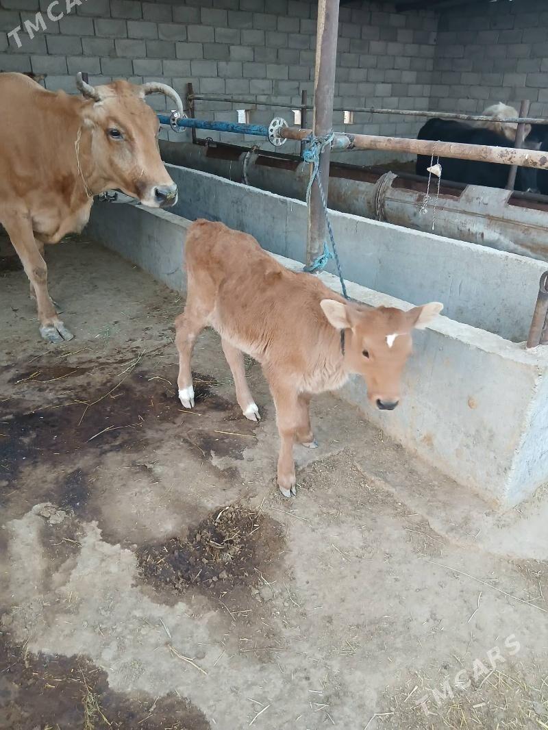 goleli sygyr 2 sany - Бабадайхан - img 3