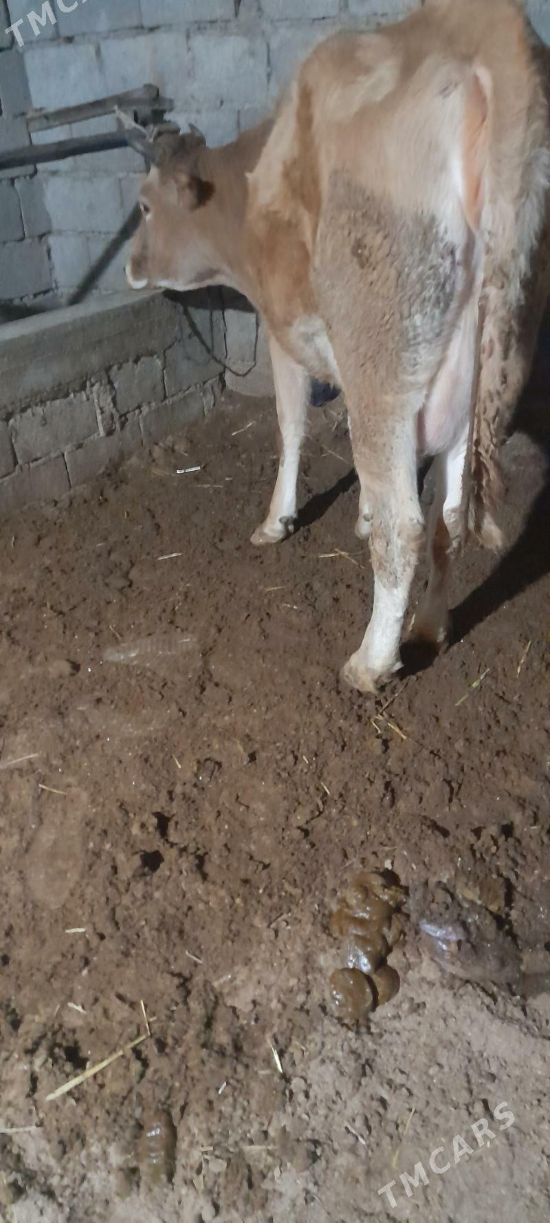 göleli sygyr - Гёкдепе - img 5