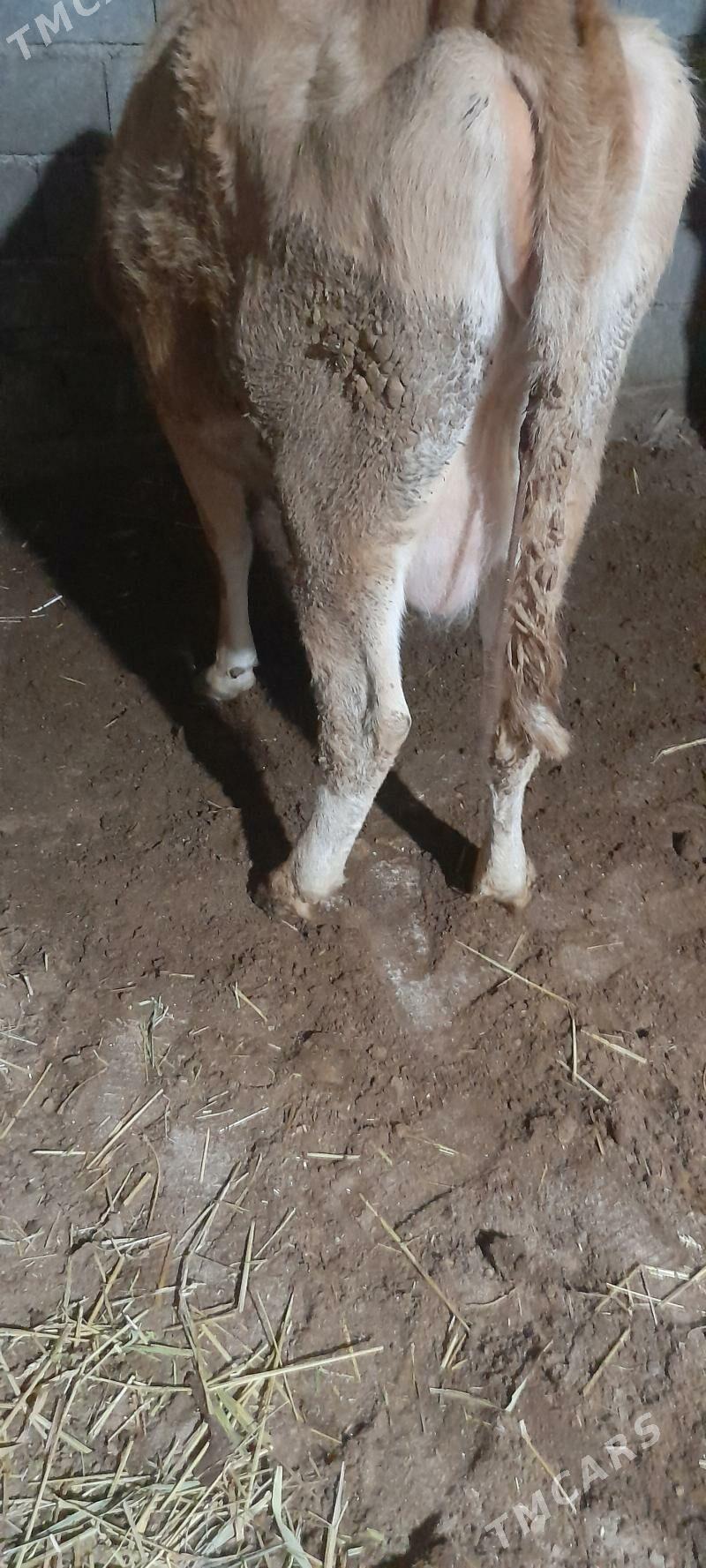 göleli sygyr - Гёкдепе - img 4