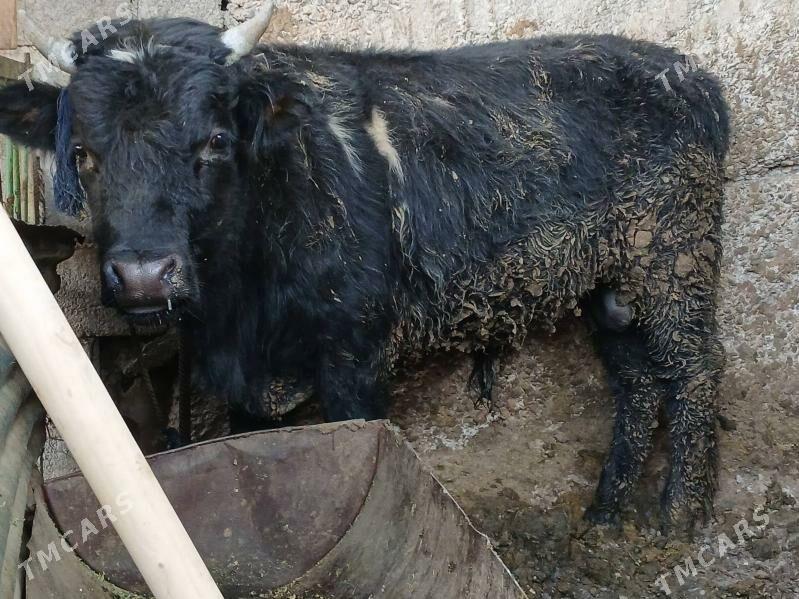 öküz - Büzmeýin - img 2