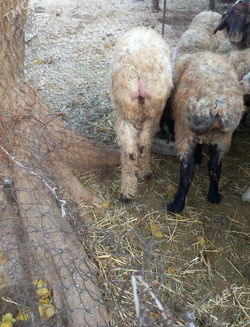 Tokly - Gyzylarbat - img 2